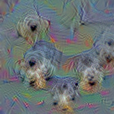 n02096294 Australian terrier